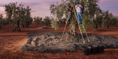 Laborers on the stepladder collecting olives at dawn. Table olives season harvest sceneの写真素材