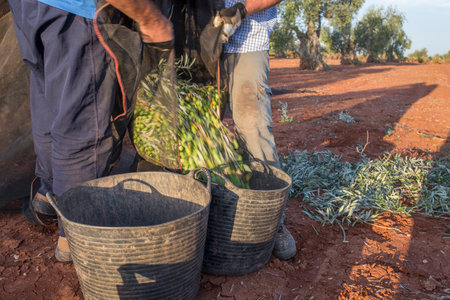 Day laborers transfers olives from collection net to the harvesting bucket. Table olives season harvest sceneの写真素材