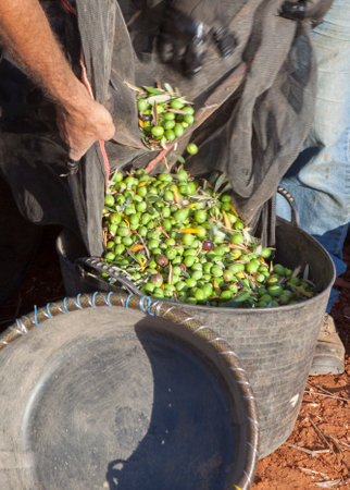 Day laborers transfers olives from collection net to the harvesting bucket. Table olives season harvest sceneの写真素材