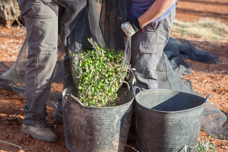 Laborers couple transfers olives from collection net to the harvesting bucket. Table olives season harvest sceneの写真素材