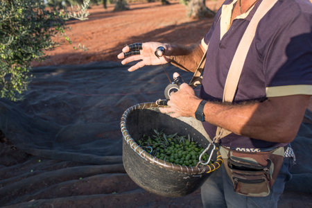 Olive picker wrapping fingers with insulating tape. Table olives season harvest sceneの写真素材