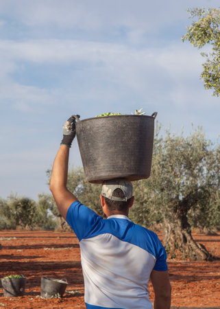 Olive picker carries the bucket on his head to the trailer. Olive harvest season sceneの写真素材