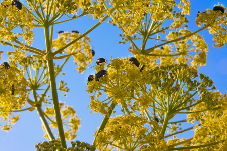 Heliotaurus ruficollis beetles feeding pollen on a fennel. Blue sky background, Sierra de Alor,...