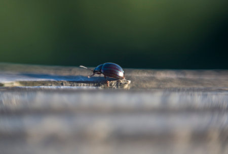 Chrysolinaamericana or rosemary beetle, walking over rock. Selective focusの写真素材