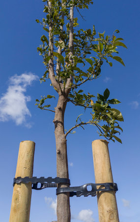 Young orange tree fixed with two takes and pvc belt. blue sky