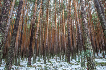 Interior of a snowy pine forest in the Sierra de Gredos. Hoyos del Espino, Avila, Spain