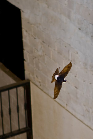 Western house martin or Delichon urbicum. fast aerobaticsの写真素材