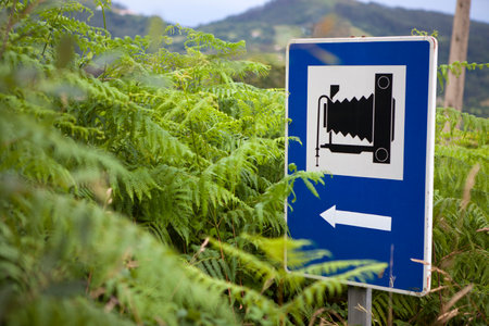 Viewpoint road sign half hidden by many large ferns. Roadside vegetation managementの写真素材