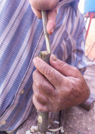 Olive tree cleft grafting. Worker lodges into the sharpen cleft scionの写真素材