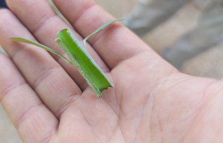 Olive tree bud grafting. Chip or shield bud removed from the parent plant over hand