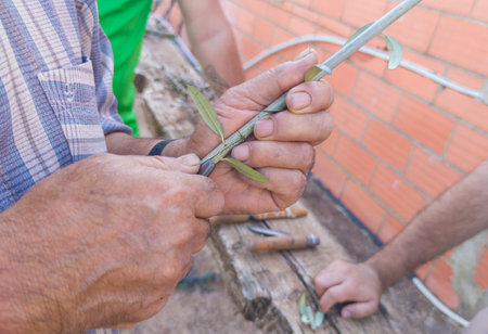 Olive tree bud grafting. Worker cutting the shield budの写真素材
