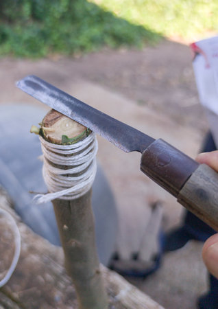 Olive tree bud grafting. Worker removing leftover materialの写真素材