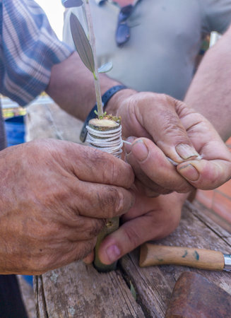 Olive tree cleft grafting. Worker tying the scion to the rootstockの写真素材