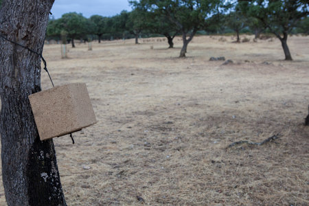 Natural sea salt cube hanging from tree branch. Big game hunting estateの写真素材