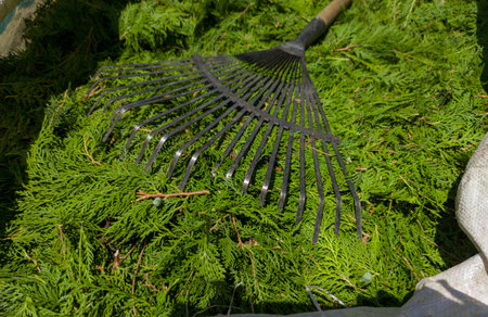 Raffia sack filled with thuja hedge pruning remains. Leaf rake over