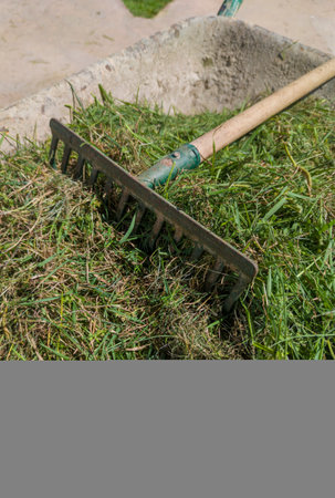 Wheelbarrow full of grass cuttings. Manual tools for lawn maintenance activities