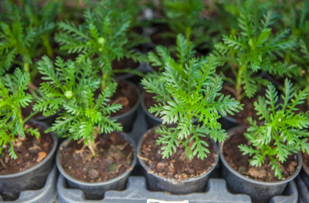Euryops pectinatus or grey-leaved euryops, Plants displayed in trays at nurseryの写真素材