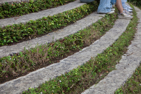 Ivy covered concrete steps. Stairway viewの写真素材