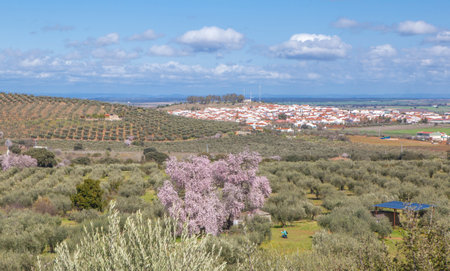 Almendro Real, famous almond tree in bloom with Valverde de Leganes at bottom, Badajoz, Spainの写真素材