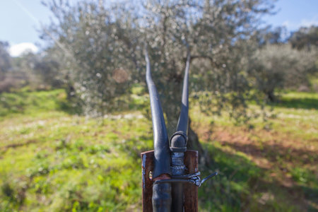 Aerial irrigation system in olive grove. Old olive grove converted for intensive production