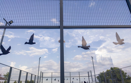 Outdoor padel court with glass walls. Prevention of bird collisions at padel court glass