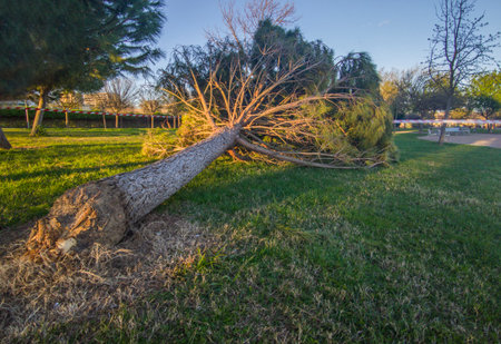 A tree felled by the wind in a public park. The perimeter marked by cones and tapeの写真素材
