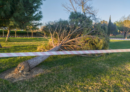 A tree felled by the wind in a public park. The perimeter marked by cones and tapeの写真素材