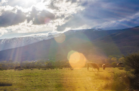 Cows grazing at sunset. Alto Tormes Region landscape, Casas del Abad, Avila, Castile and Leon, Spainの写真素材