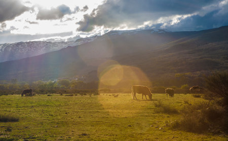 Cows grazing at sunset. Alto Tormes Region landscape, Casas del Abad, Avila, Castile and Leon, Spainの写真素材