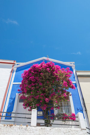 Huge bougainvillea placed outdoors of rural tourist hosting. Alange, Badajoz, Extremadura, Spainの写真素材