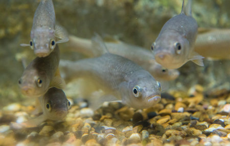 Squalius pyrenaicus, Southern Iberian chub or chub. Specimen of autochthonous fish fauna of Extremadura, Spainの写真素材