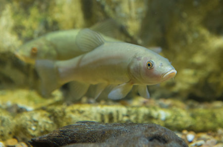 Specimen of autochthonous fish fauna of Extremadura, Spainの写真素材