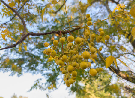 Chinaberry fruits cluster hanging from branch in winter season. Badajoz, Spainの写真素材