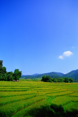 beautiful rice field in thailand の写真素材