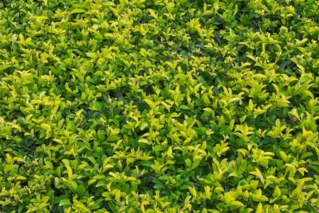 closeup of green bush in the park の写真素材