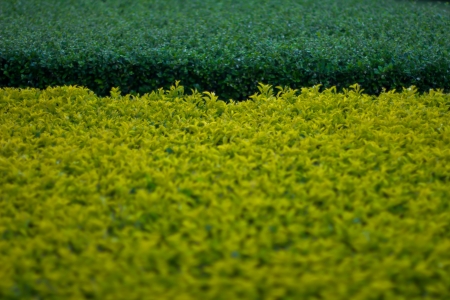 garden in a public park の写真素材