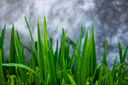 tiny green grass form corridor の写真素材