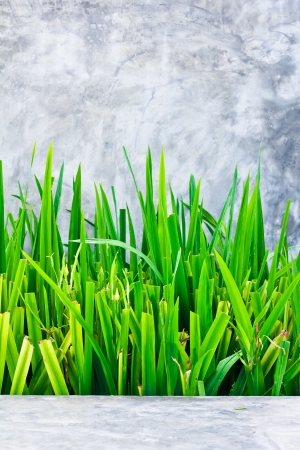 tiny green grass form corridor の写真素材