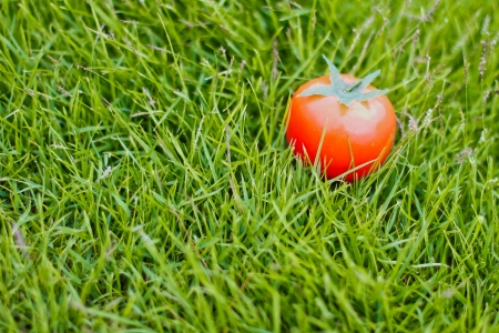 plastic tomato is a accent color put on green grass background の写真素材