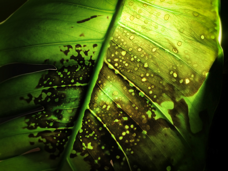 green leaf backgroundの写真素材