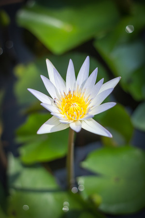 white lotus flower blossom in the poolの写真素材