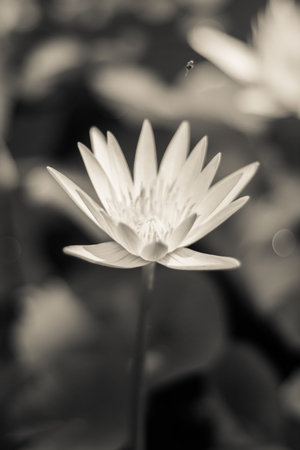 white lotus or waterlily sign of peace and religion faith in Eastern blooming still in the pond black and white imageの写真素材