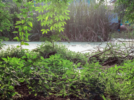 Low angle view of a swamp pond surrounded by treesの写真素材