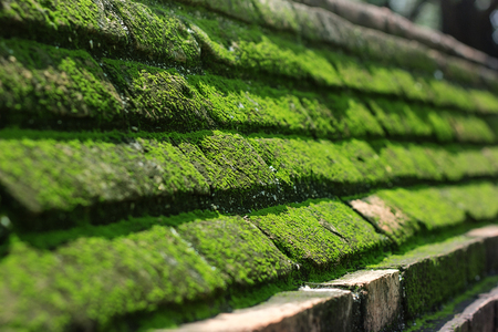 Mos cover the step of the old rustic wallの写真素材