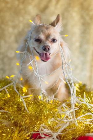 Christmas chihuahua puppy with decorating lightsの写真素材