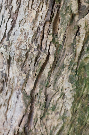 old wood barkの写真素材