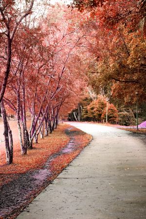 walkway in autume season near the lakeの写真素材