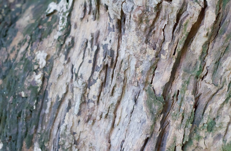 old Wooden texture in shadeの写真素材