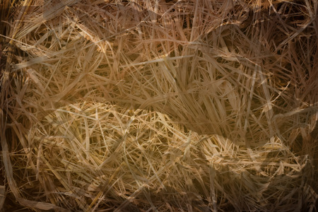 Hay background as a front view of a bale of hay as an agriculture farm and farming symbol of harvest time with dried grass strawの写真素材