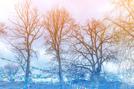 winter tree landscape with color conceptの写真素材